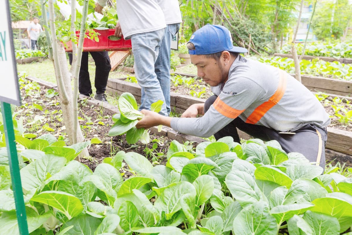 SUSTAINABILITY AS A WAY OF LIFE. A maintenance personnel harvests pechay from the urban farm for distribution to employees.